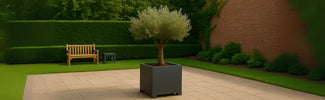 Welke plantenbak voor olijfboom
