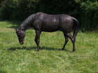 Bronzen beeld Paard hoofd naar omlaag 150x55x230cm 300kg