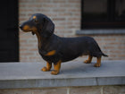 Bronzen beeld Tekkel Gekleurd 33x17x69cm