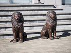Bronzen beeld Zittende leeuw 80x37x58cm