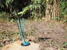 Bronzen beeld Springende kikker (naar boven) 82x26x53cm