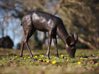 Bronzen beeld Grazend Hertje 50x17x58cm