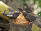 Bronzen beeld Paar vogeltjes 3x6x7cm - Doika - Bronzen beeld - Doika - 5410807014936 - AN1493BRW-B