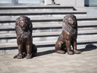 Bronzen beeld Zittende leeuw 80x37x58cm - Doika - Bronzen beeld - Doika - 5410807015193 - B1519